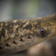 A lamprey suckles the side of its tank in Spain in 2015.